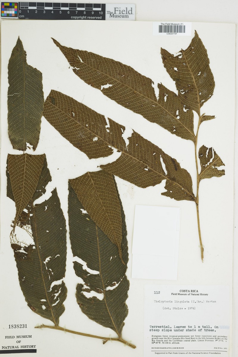 Thelypteris ligulata photo 2
