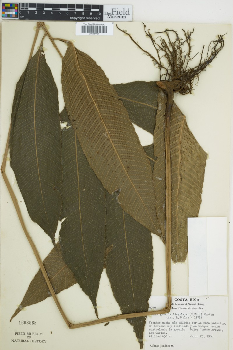 Thelypteris ligulata photo 3