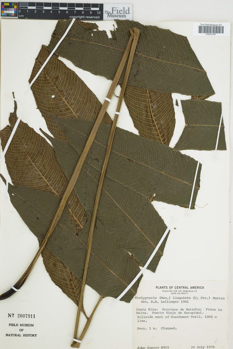 Thelypteris ligulata photo 4