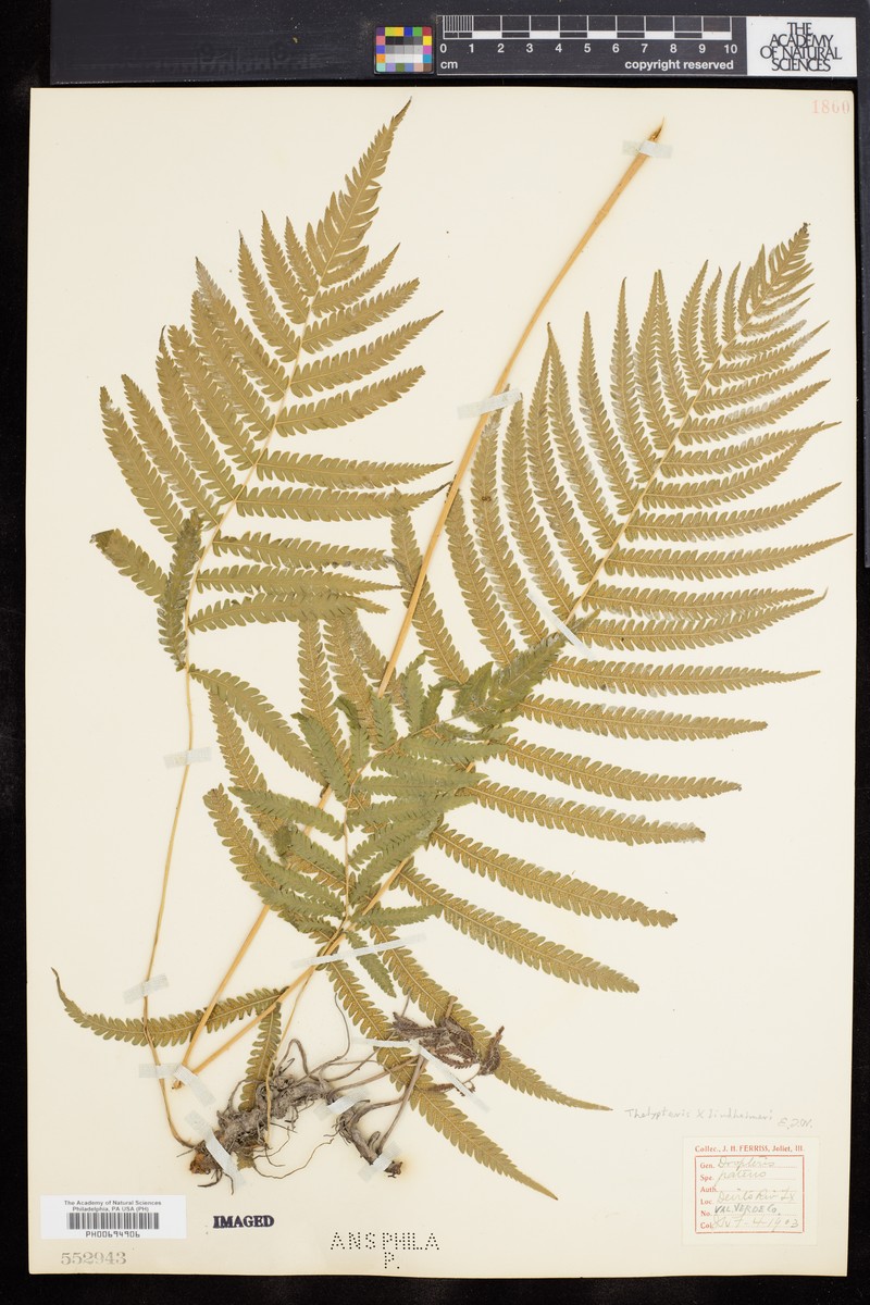 Thelypteris lindheimeri photo 2
