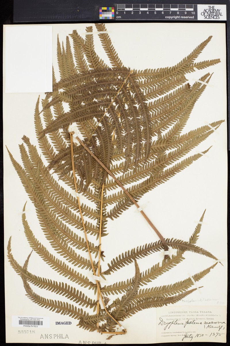 Thelypteris lindheimeri photo 3