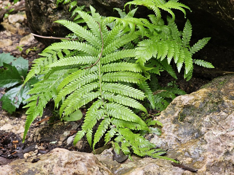 Thelypteris lindheimeri