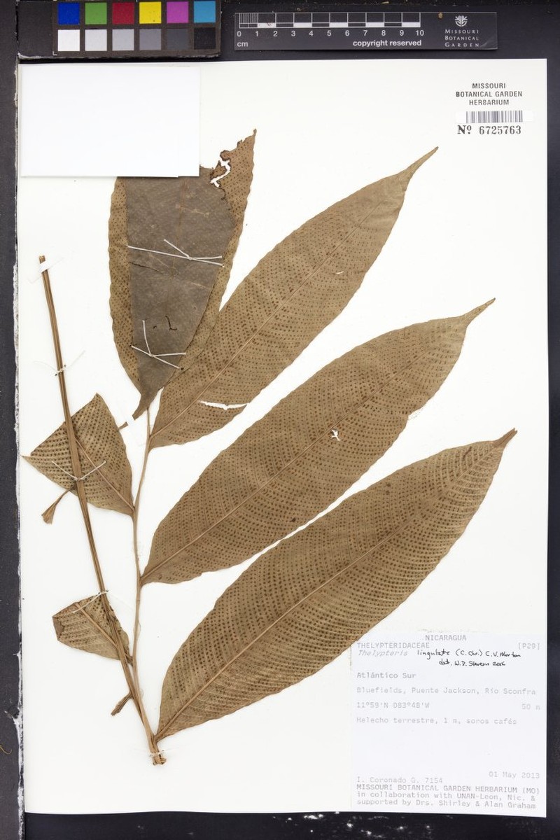 Thelypteris lingulata