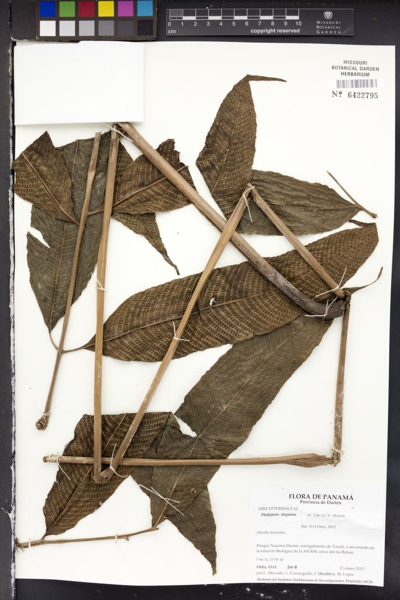 Thelypteris lingulata photo 2