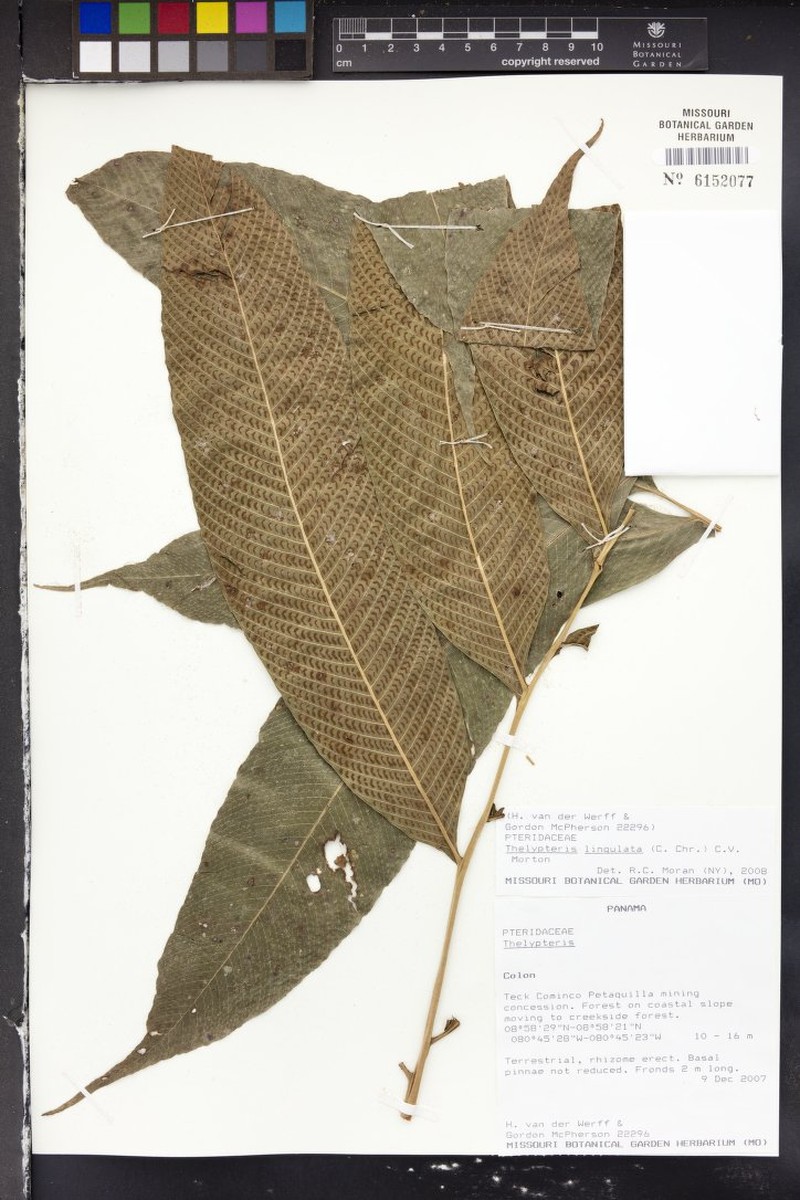 Thelypteris lingulata photo 3