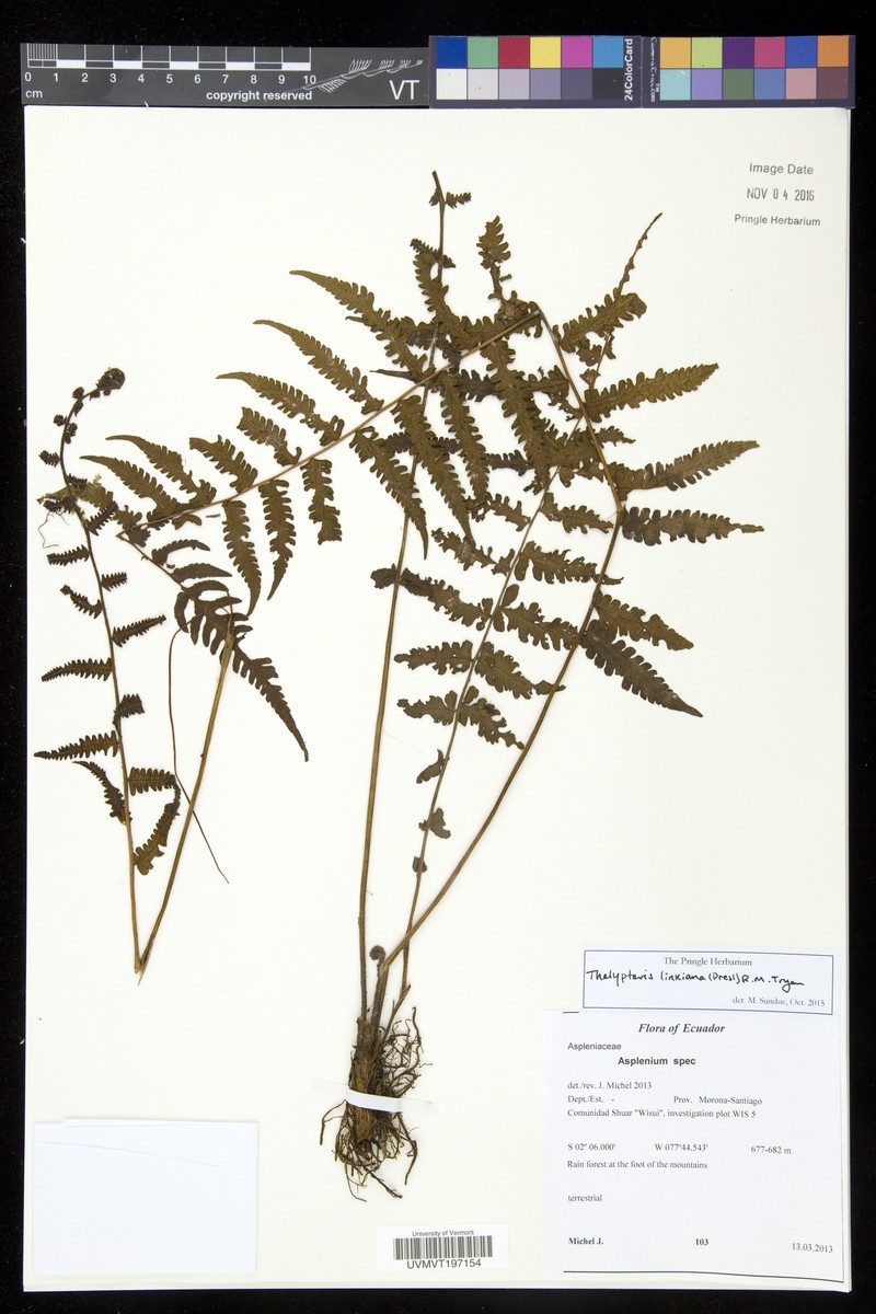 Link's Maiden Fern