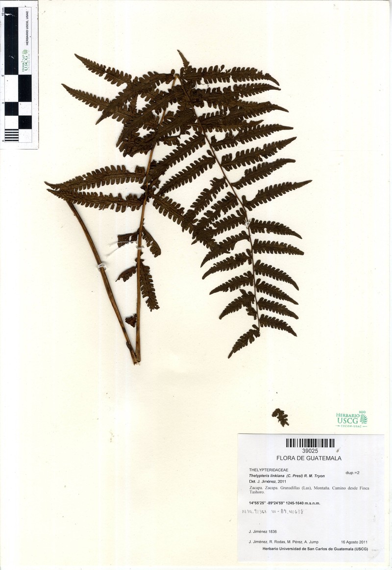 Link's Maiden Fern photo 2