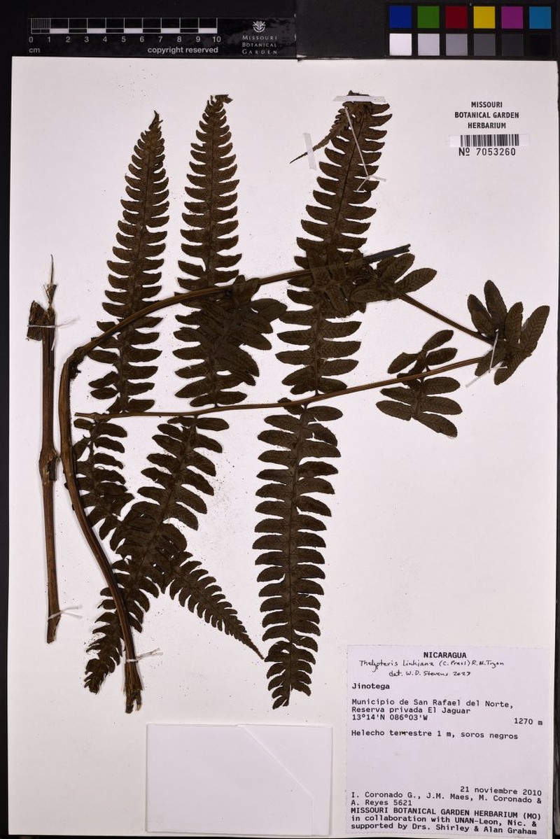Link's Maiden Fern photo 3
