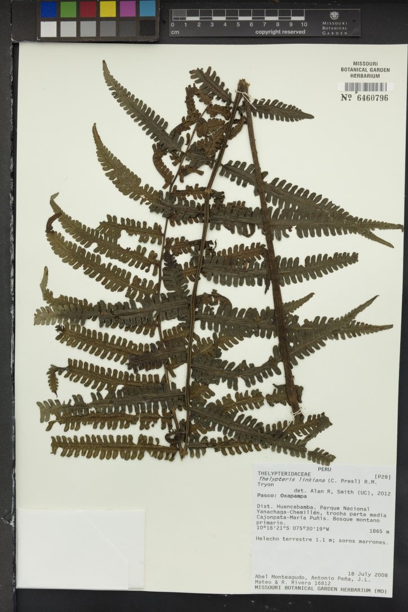 Link's Maiden Fern photo 4
