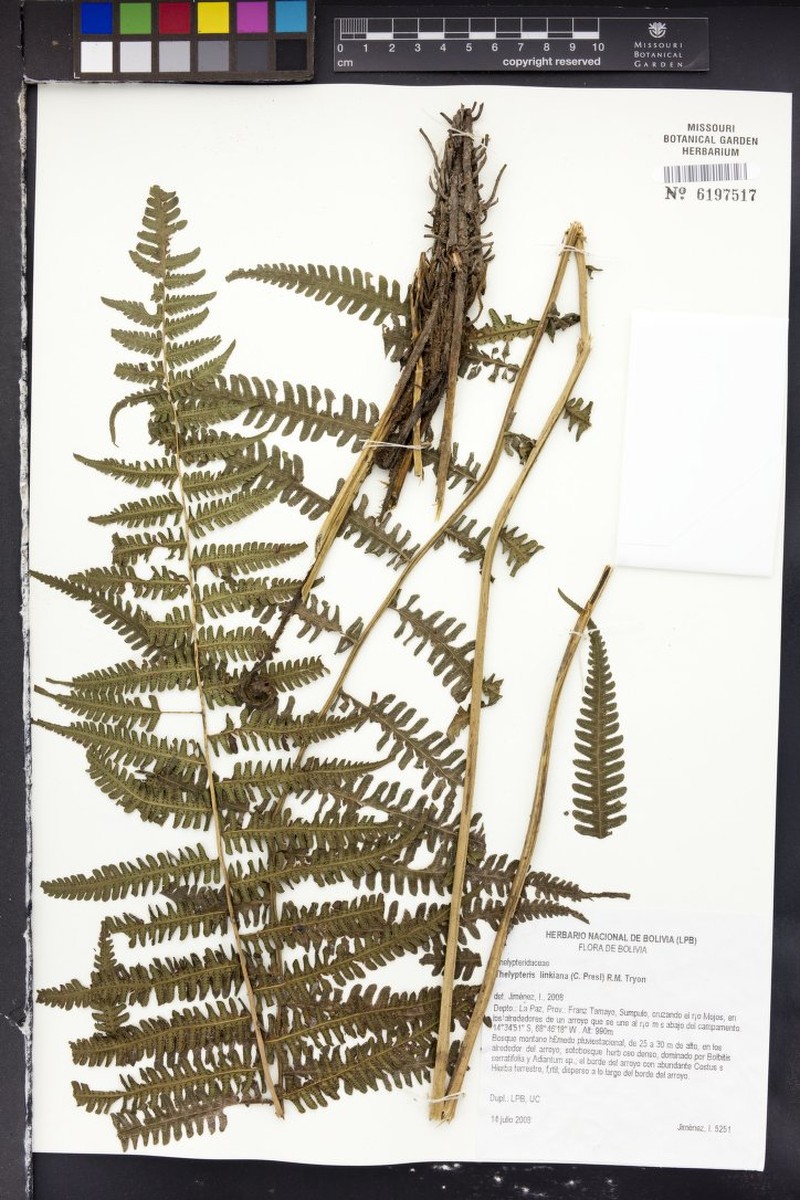 Link's Maiden Fern photo 5