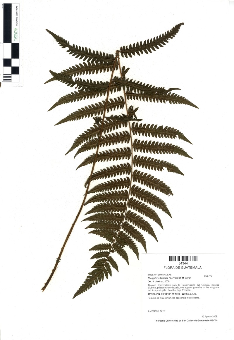 Link's Maiden Fern photo 6