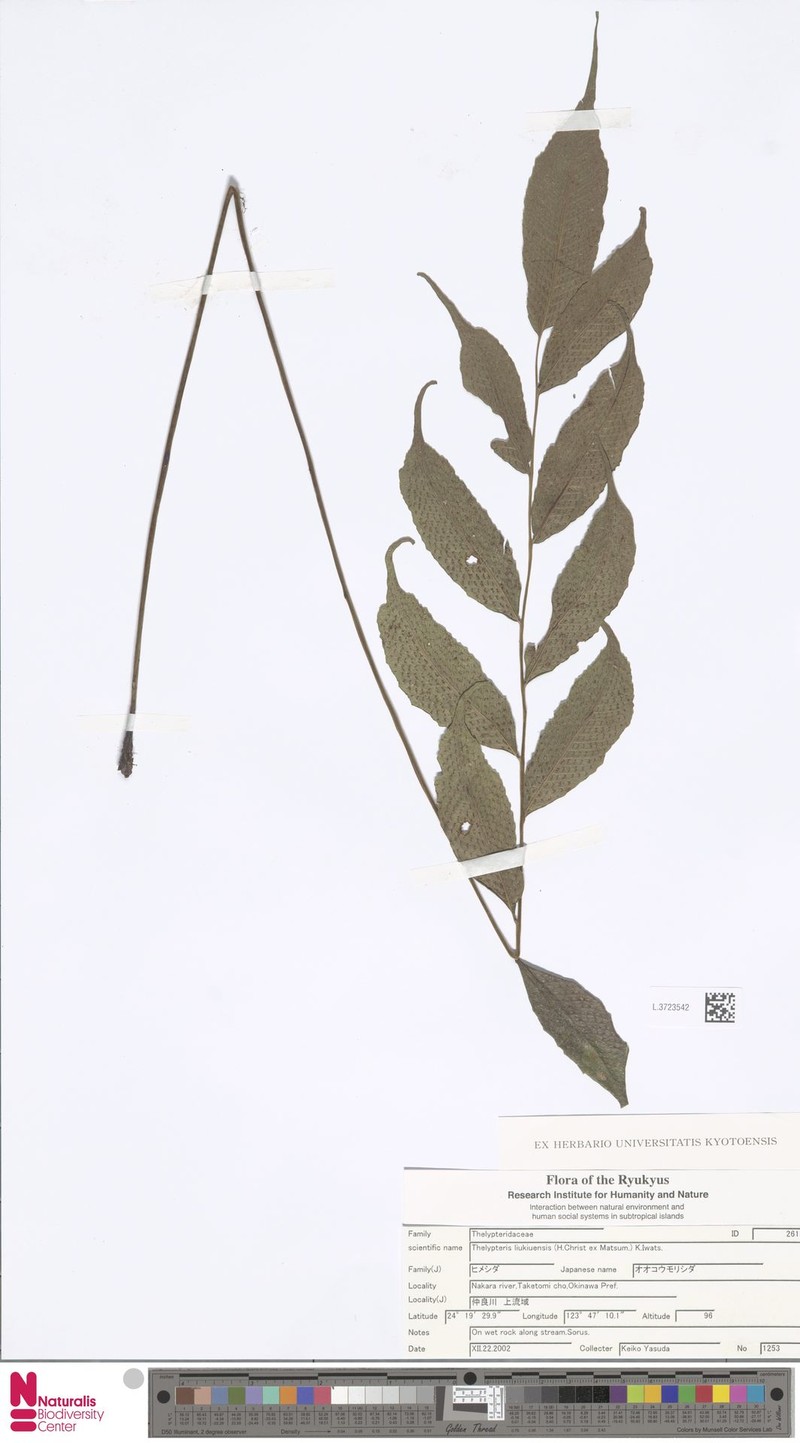 Thelypteris liukiuensis photo 2