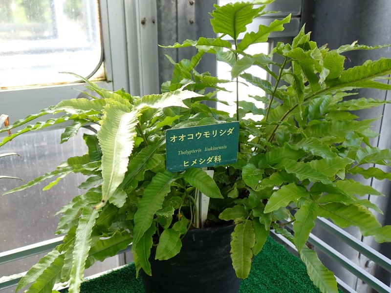 Thelypteris liukiuensis