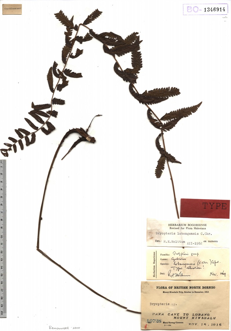 Thelypteris lobangensis