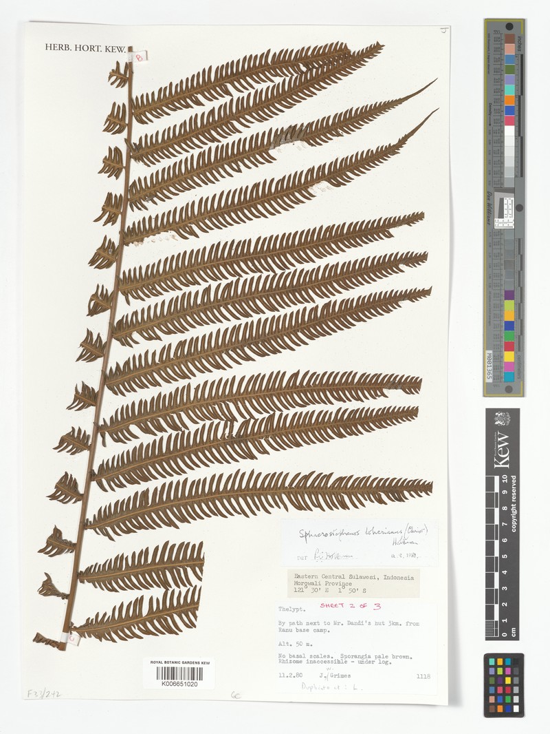 Thelypteris loheriana