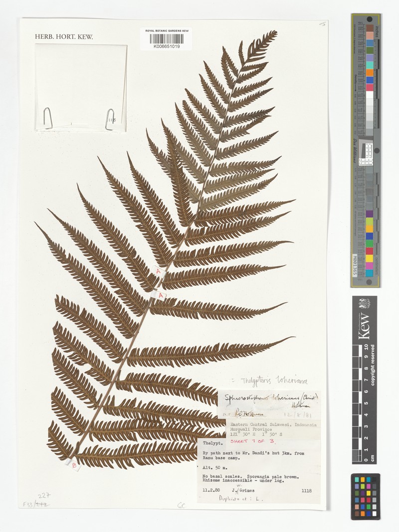 Thelypteris loheriana photo 2