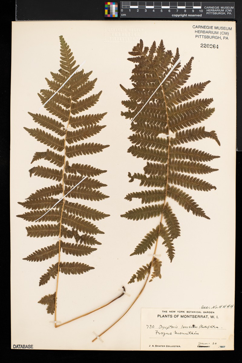 Thelypteris lonchodes