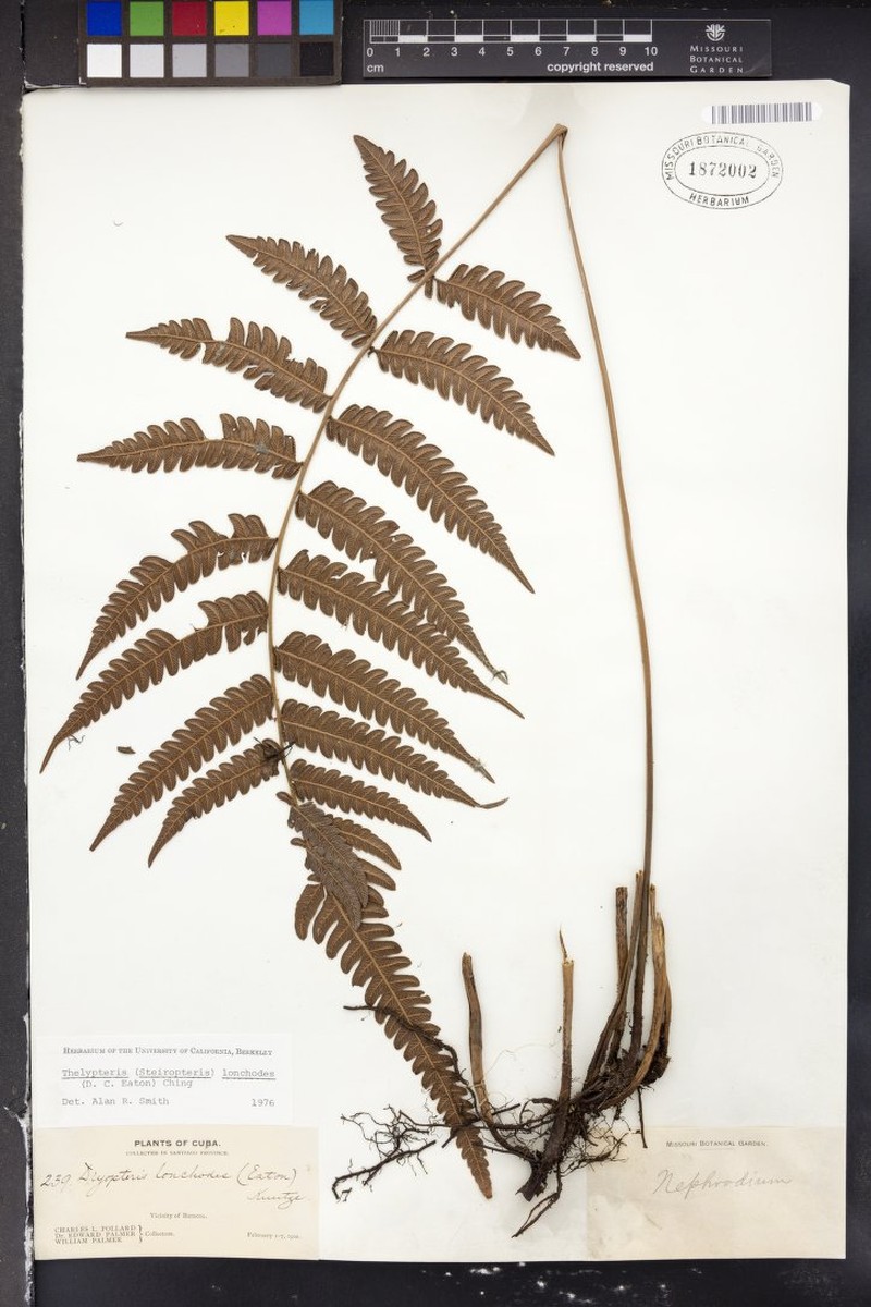 Thelypteris lonchodes photo 2