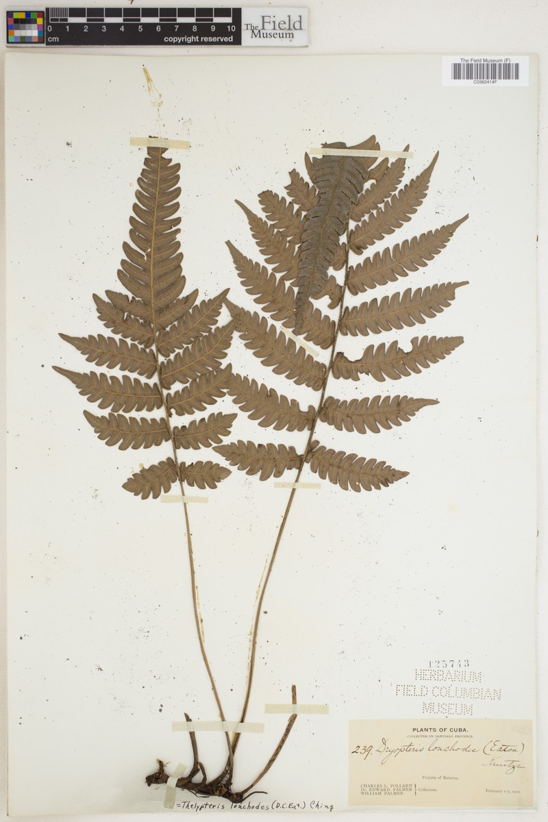 Thelypteris lonchodes photo 3