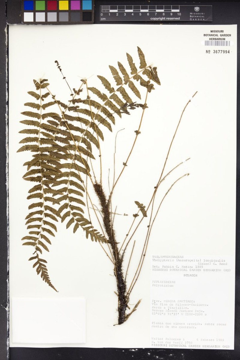 Thelypteris longicaulis