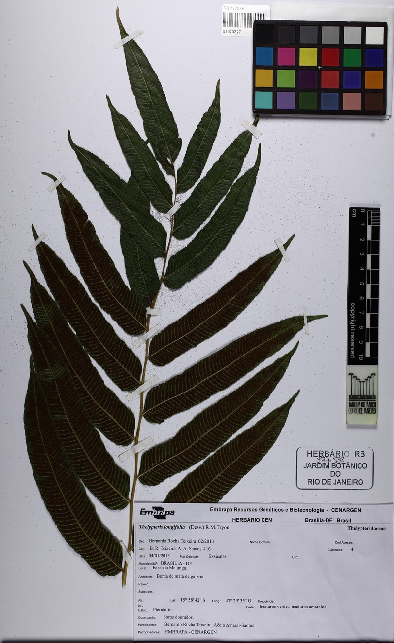 Thelypteris longifolia
