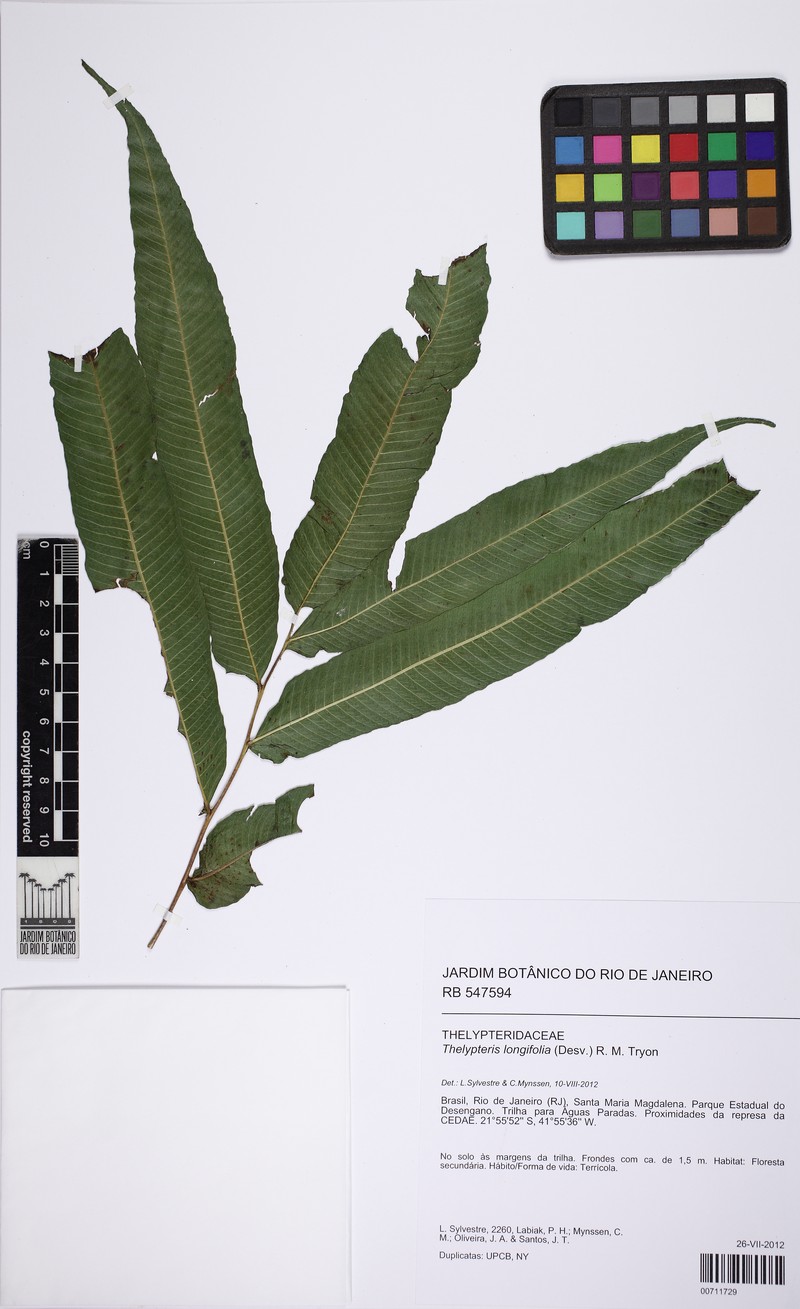 Thelypteris longifolia photo 2