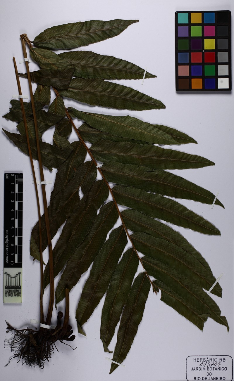 Thelypteris longifolia photo 3