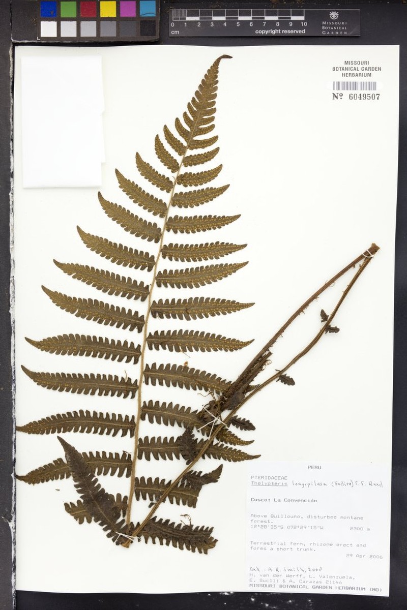 Thelypteris longipilosa