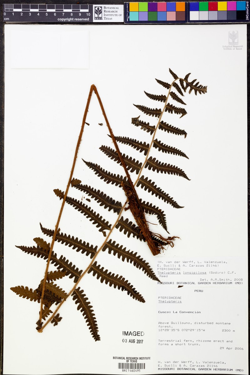 Thelypteris longipilosa photo 2