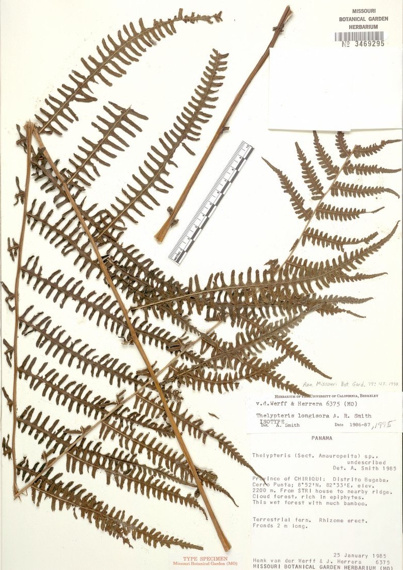 Thelypteris longisora photo 2