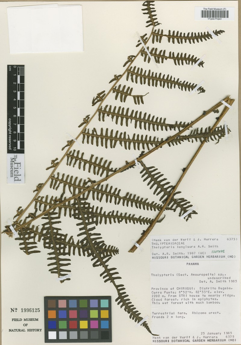 Thelypteris longisora photo 3