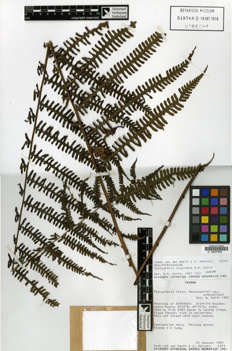 Thelypteris longisora photo 4