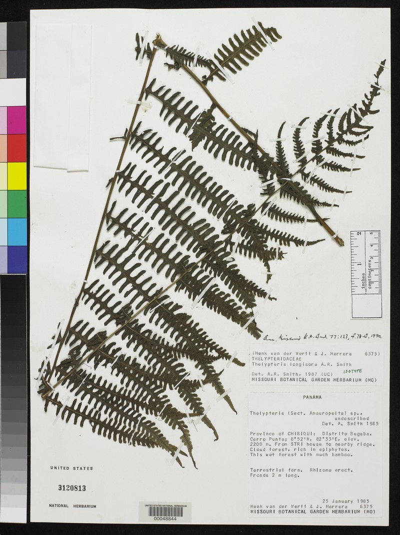 Thelypteris longisora
