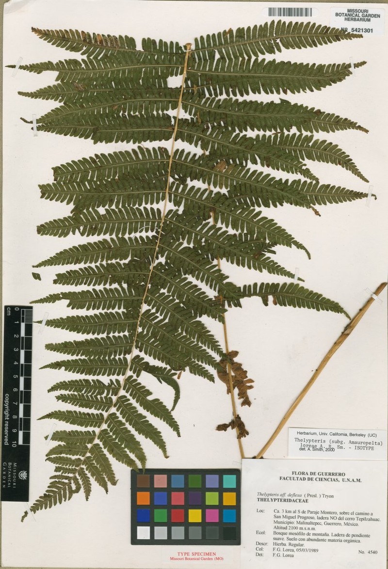 Thelypteris loreae