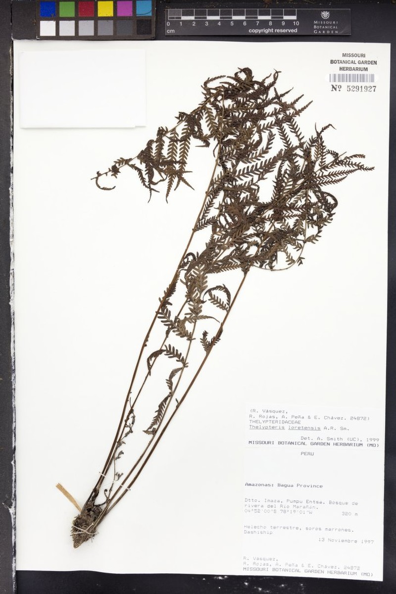 Thelypteris loretensis
