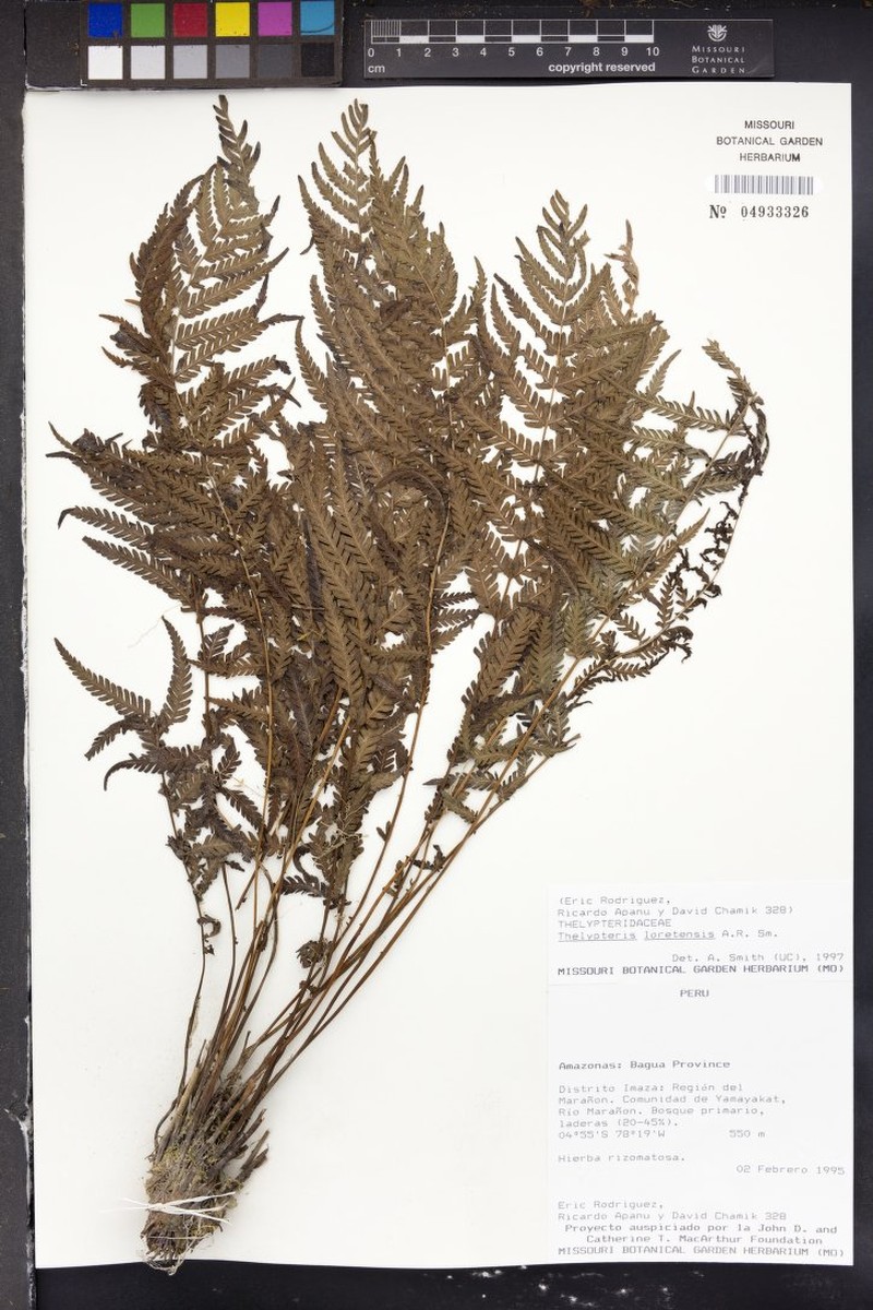 Thelypteris loretensis photo 2