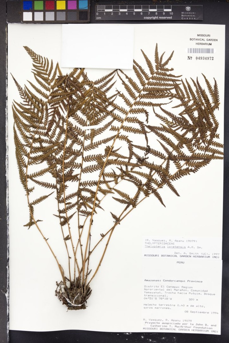 Thelypteris loretensis photo 3