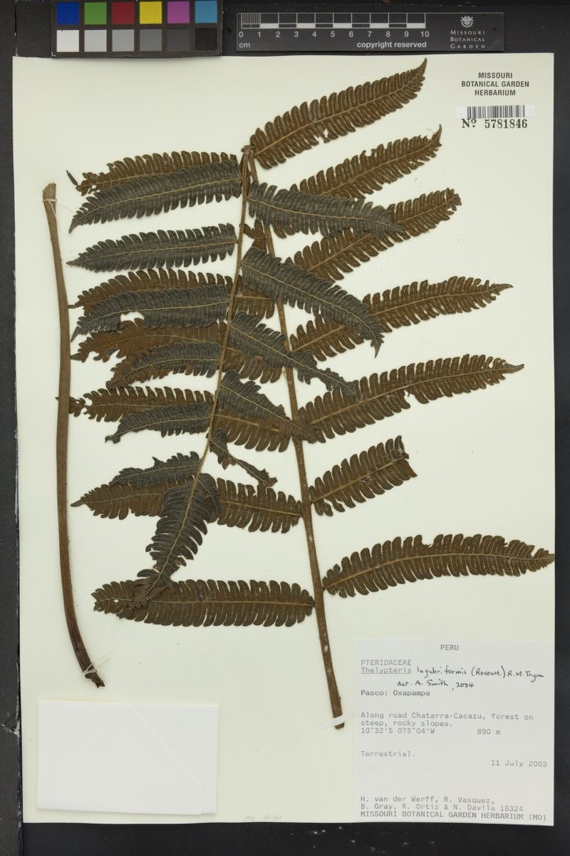 Thelypteris lugubriformis