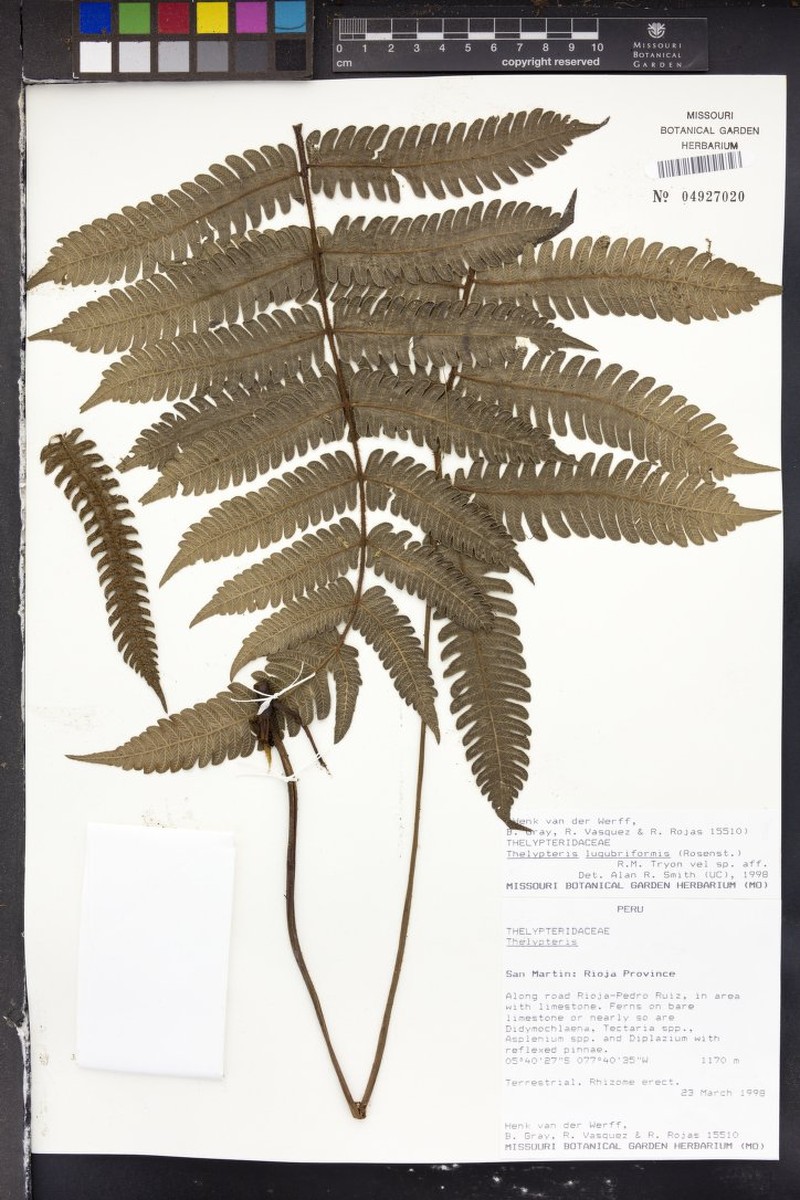 Thelypteris lugubriformis photo 2