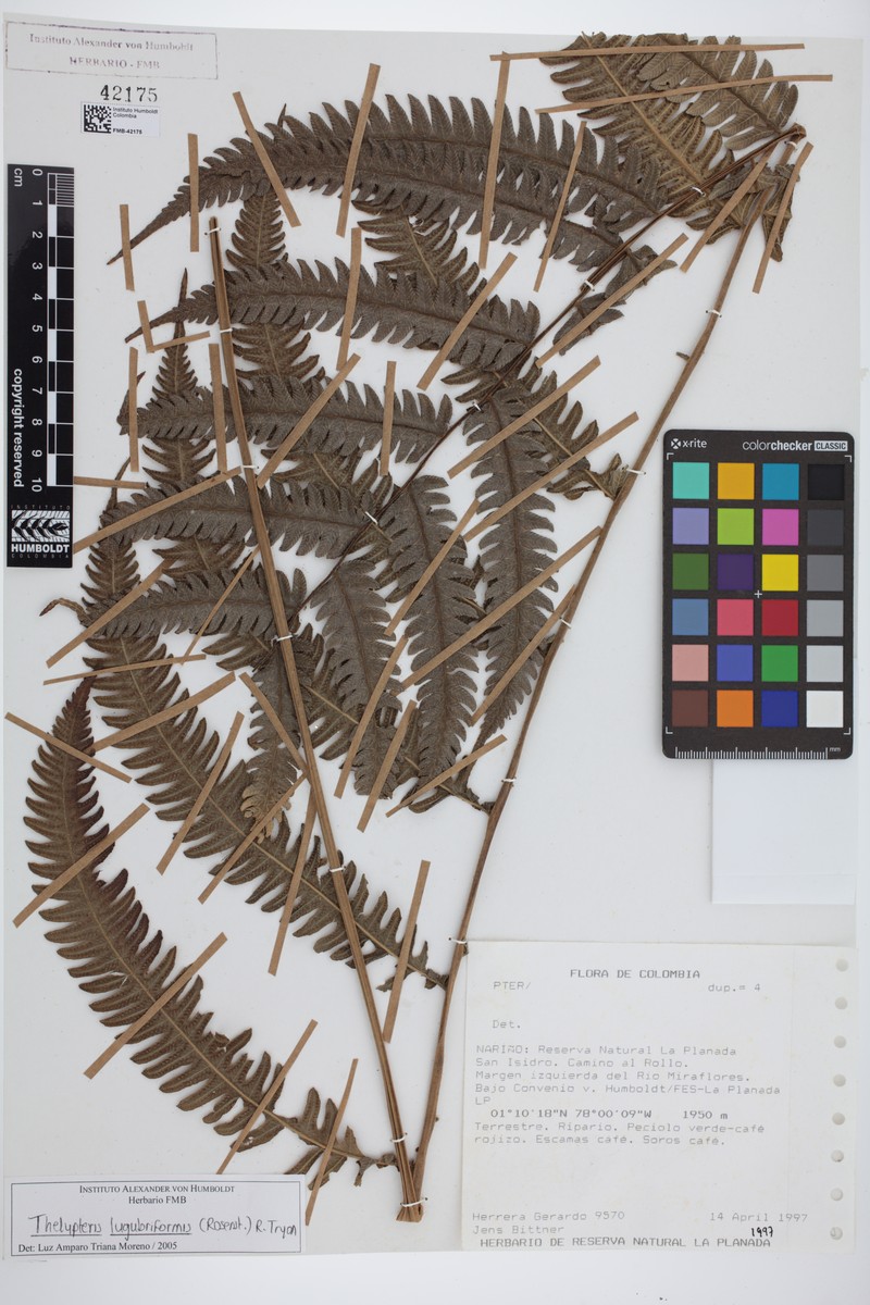 Thelypteris lugubriformis photo 3