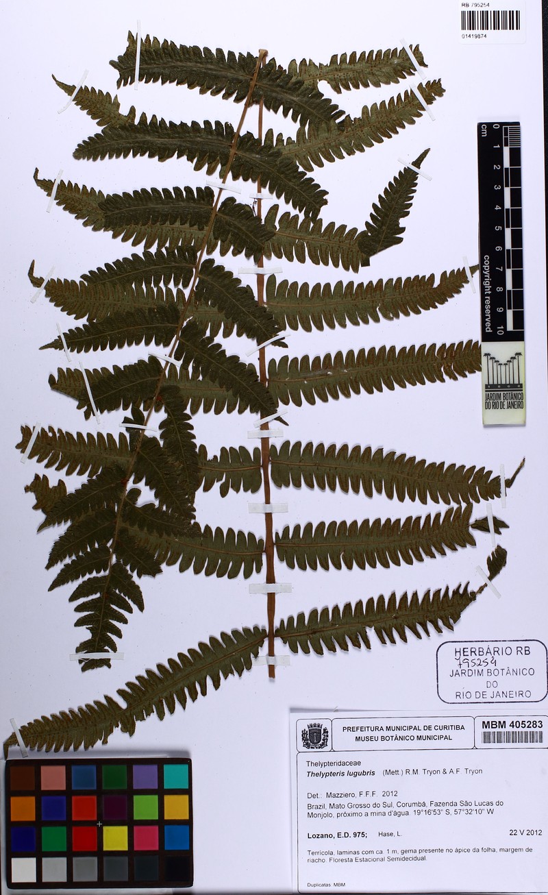 Thelypteris lugubris