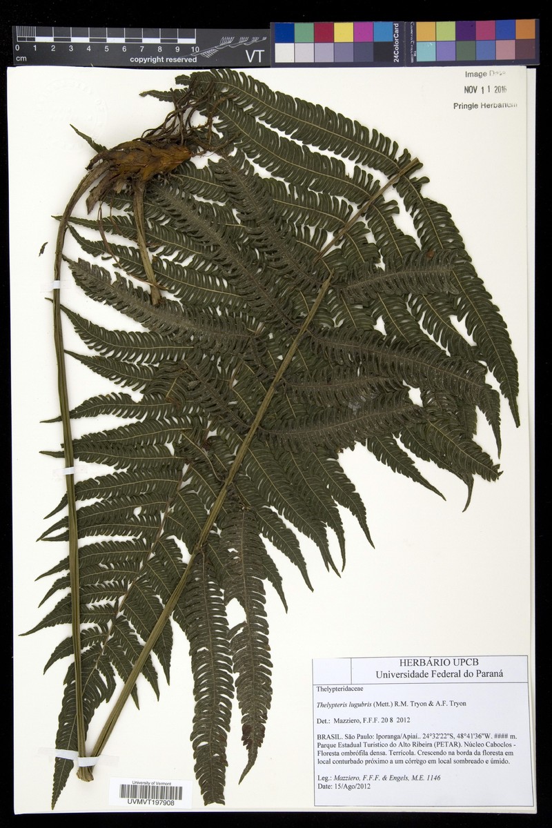 Thelypteris lugubris photo 2