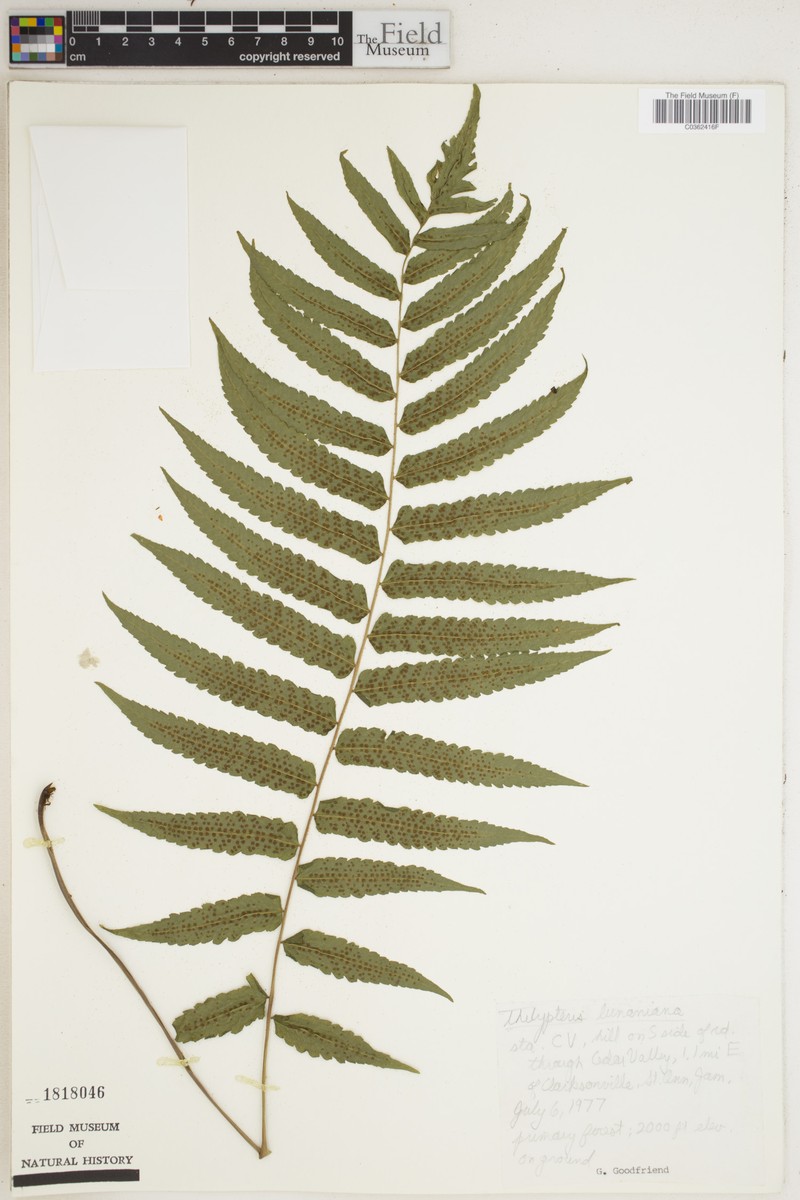 Thelypteris lunaniana