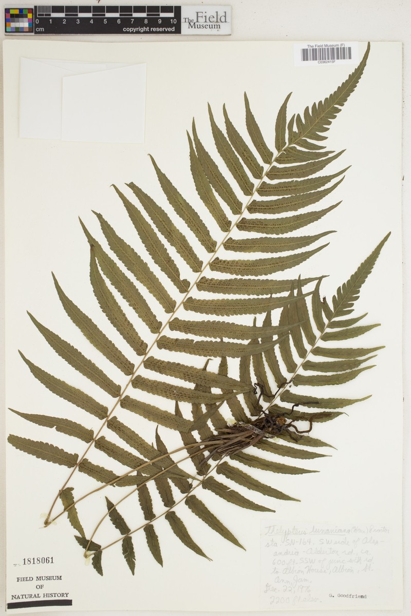 Thelypteris lunaniana photo 2
