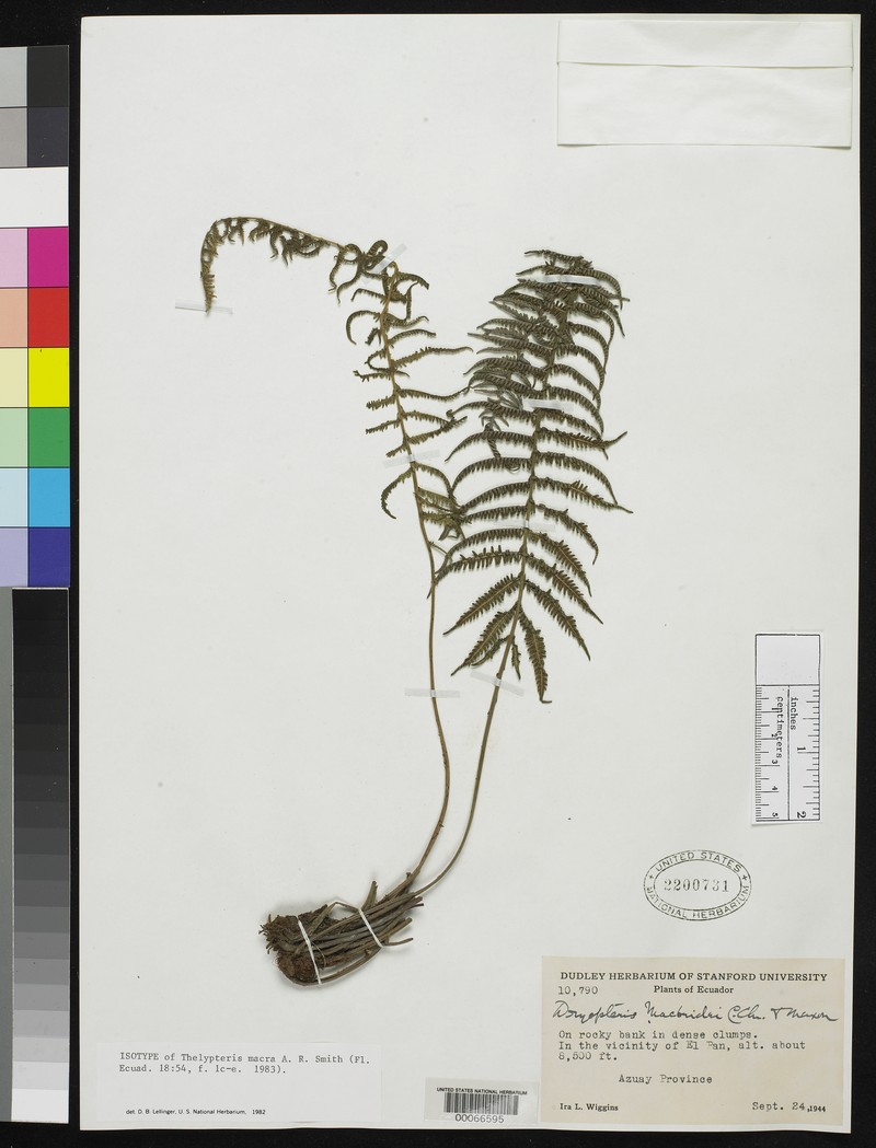 Thelypteris macra