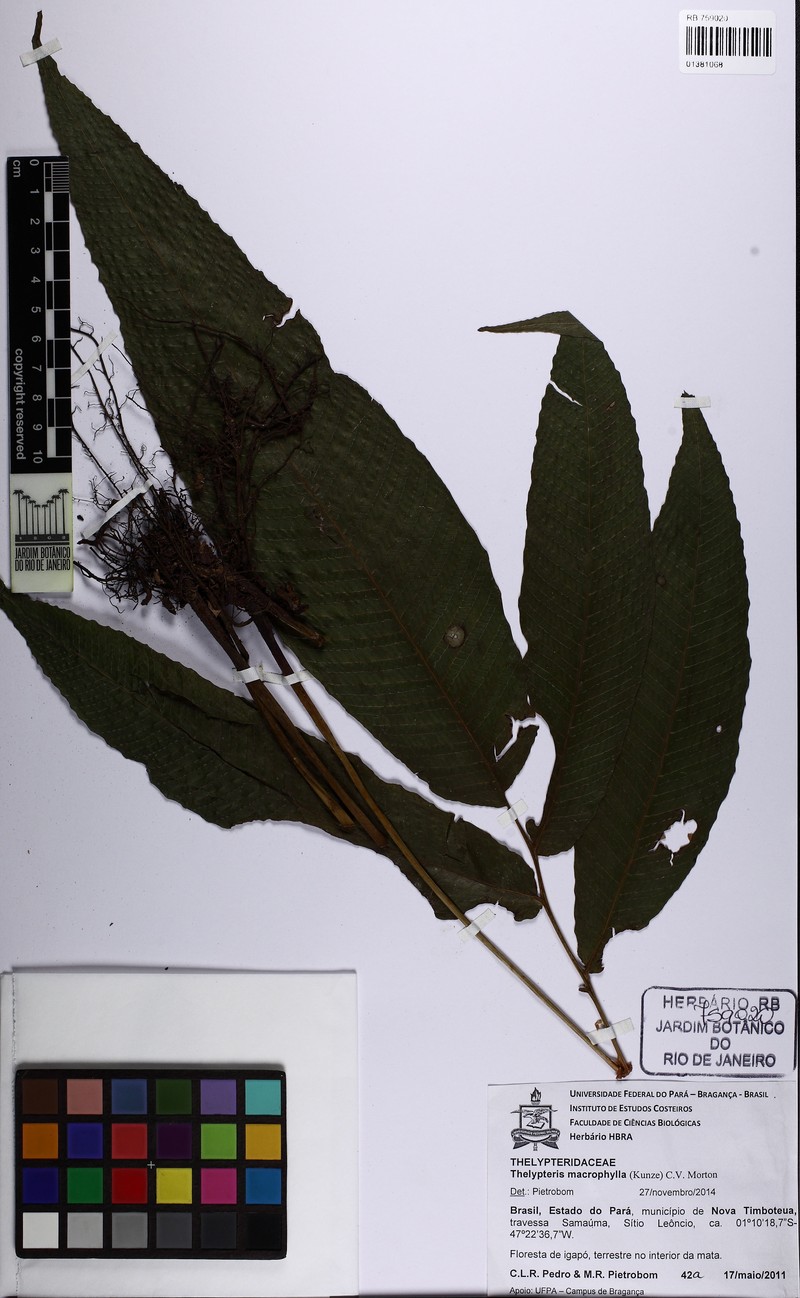 Thelypteris macrophylla photo 2