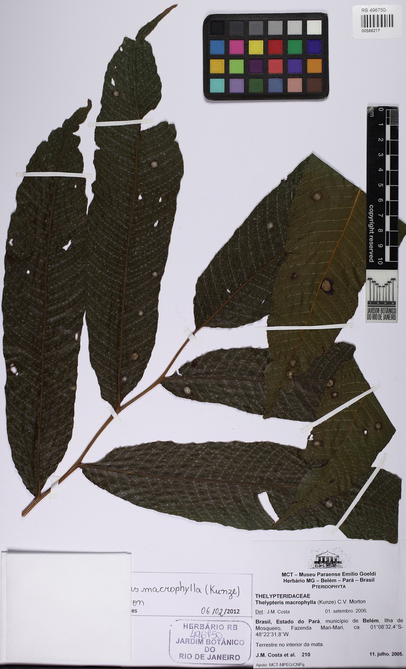 Thelypteris macrophylla photo 3