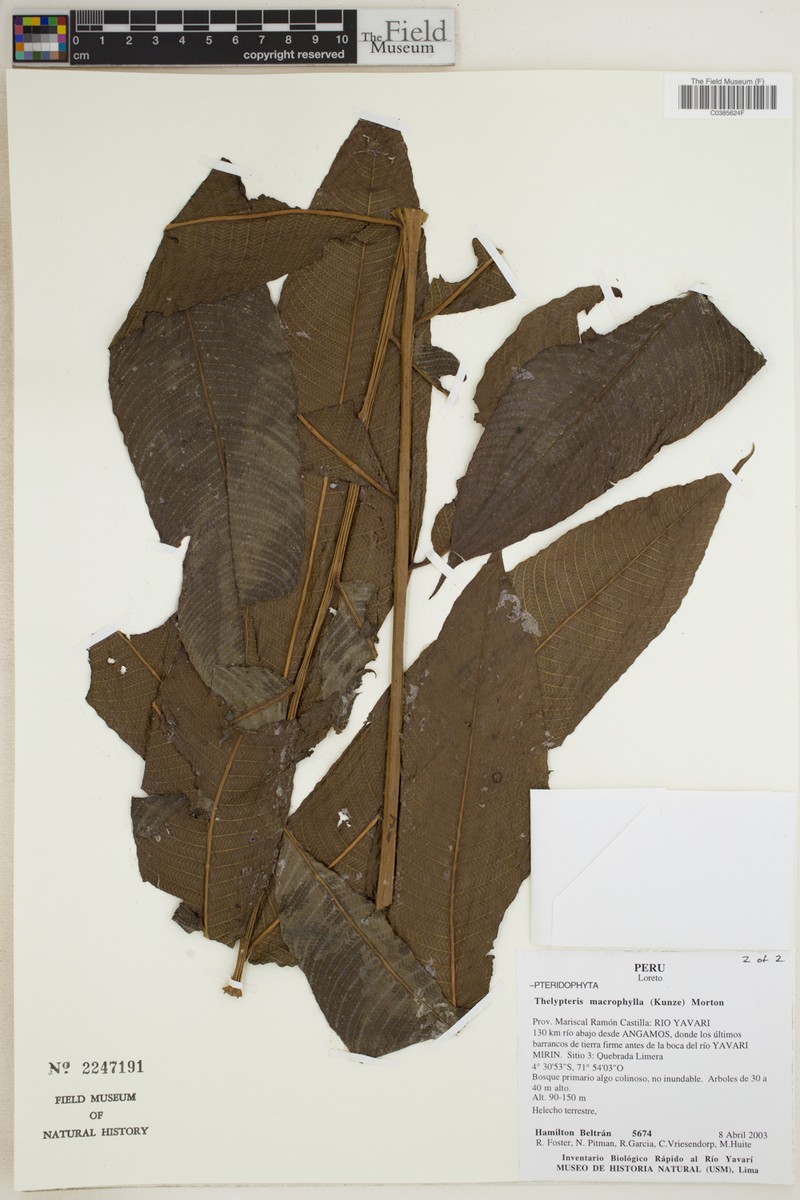 Thelypteris macrophylla photo 4