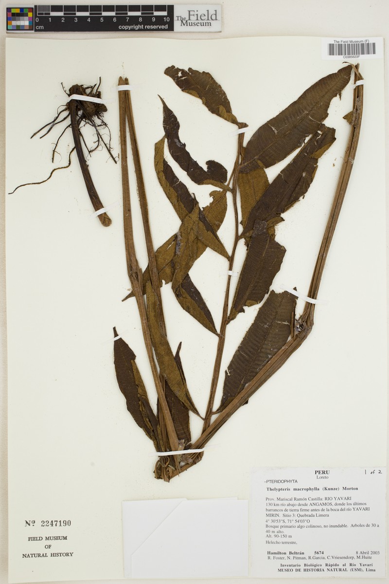 Thelypteris macrophylla photo 5