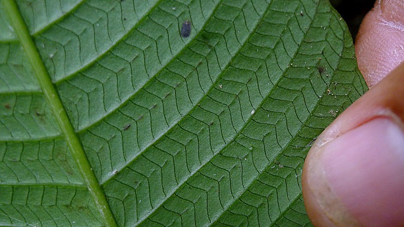 Thelypteris macrophylla